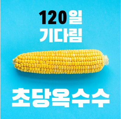 정품 생 초당 옥수수 특품, 20개입(16cm이..., 1개